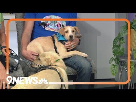 Two playful pups are looking for forever homes