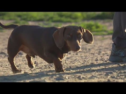 Social posts sparked fear about rat poisoning at Fiesta Island Dog Park