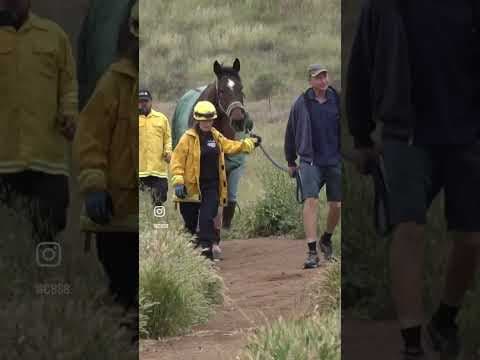 Dobby, an 8-year-old horse is back home after falling down a 100-foot embankment into a ravine