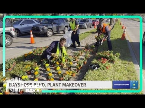 Bayshore Boulevard landscaping begins replanting project following severe storms