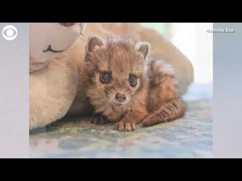 Nashville Zoo: First spotted fanaloka born in the US