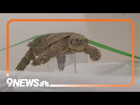 Denver Zoo helps launch radiology database