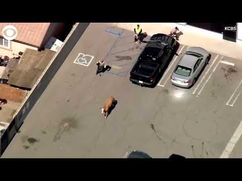 Cow runs loose on freeway in California