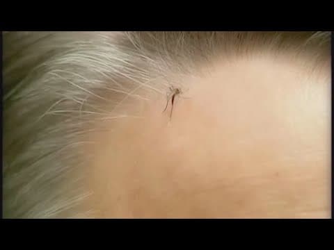 What to know about West Nile virus