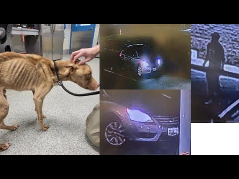 Malnourished, injured dog dumped in cage that was covered in feces at Manassas animal clinic, police