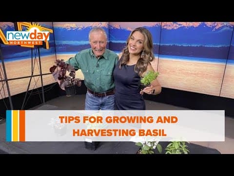 Tips for growing and harvesting basil - New Day NW