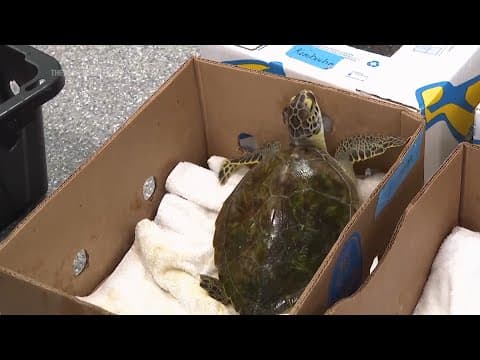 Sea turtles return to the Atlantic Ocean off Florida after being stunned by the cold