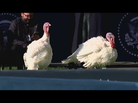 Annual White House turkey pardon