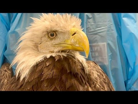 Birds injured in Hurricane Beryl being treated at Wildlife Center of Texas