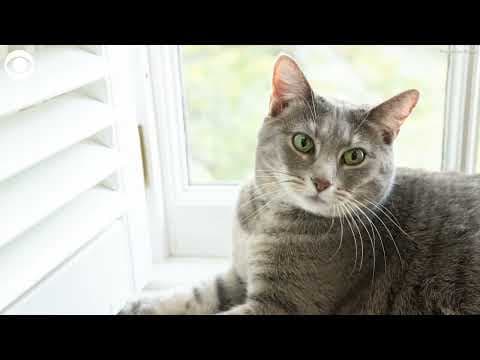 Willow the cat arrives at the White House