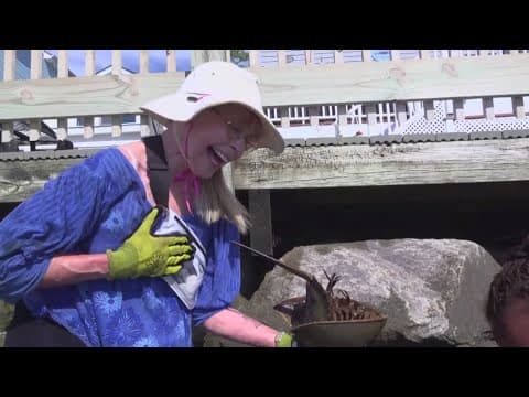 Horseshoe crab rescuers delight boardwalk crowds in North Beach, Maryland