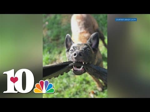Georgia K-9 trainer offers to donate puppy to Erwin Police Department