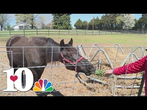 25 Days of Giving: Horse Haven of Tennessee