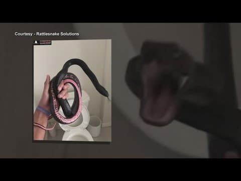 Our Three Cents: Caught on Camera - Snake Invasion