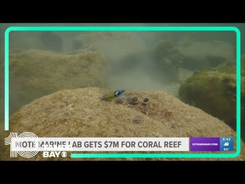 MOTE receives nearly $7 million NOAA grant for coral reef restoration