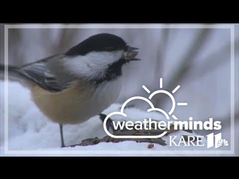 WeatherMinds: An ode to the chickadee