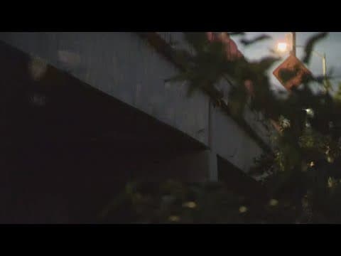 Houston Humane Society hosts free event in honor of International Bat Night