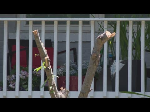 DC family looking for answers after healthy trees mistakenly cut down by landscaper