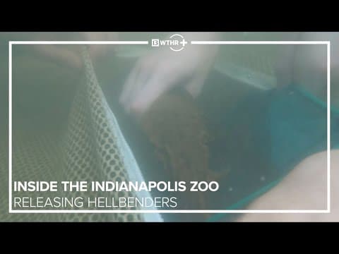 Inside the Indianapolis Zoo | Previewing the 2025 Indianapolis Prize, releasing hellbenders, meet th