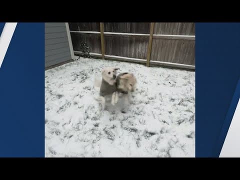 Moment of Zen | Houston-area dogs -- and even a few cats! -- play in the snow