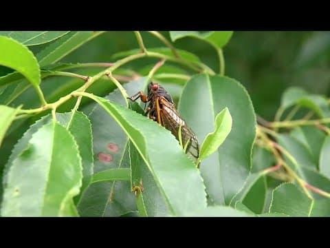 Two different breeds of cicadas are about to emerge at the same time