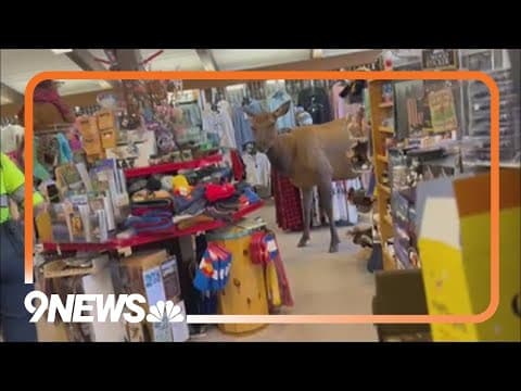 Curious elk wanders into Estes Park gift shop