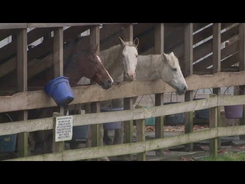 NPS offers guided horseback riding in Cades Cove
