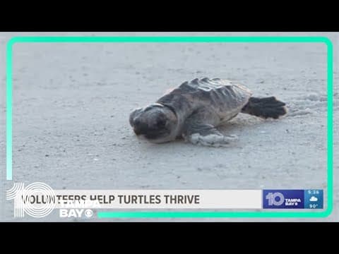 Early morning sea turtle discoveries excite volunteers