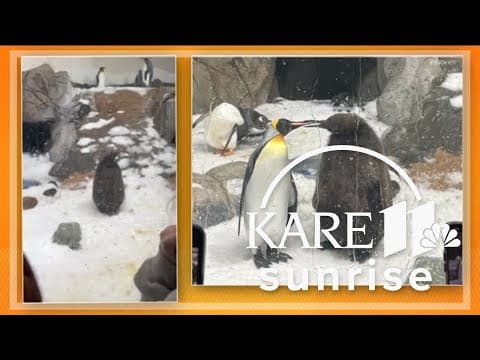 Meet Pesto the penguin: The chubby chick who is stealing hearts