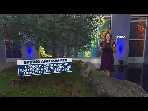 Fall foliage: What to know