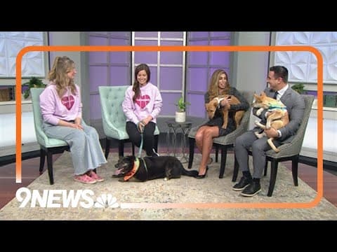 Petline9 | 3 dogs need forever home