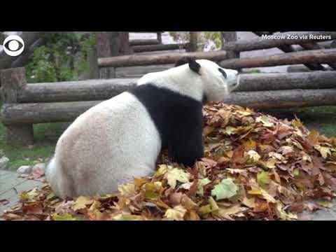 Pandas search for treats in leaf piles at Moscow Zoo