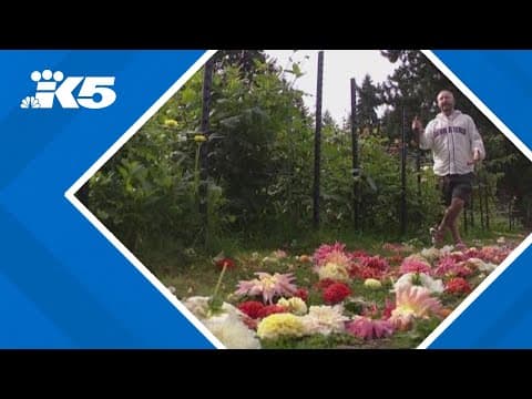 Suspect destroys flower garden in Federal Way