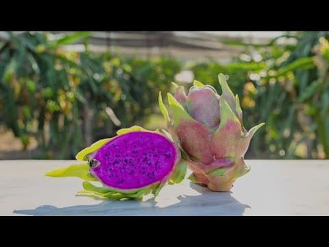 Ramona farm offers free Dragon Fruit delight
