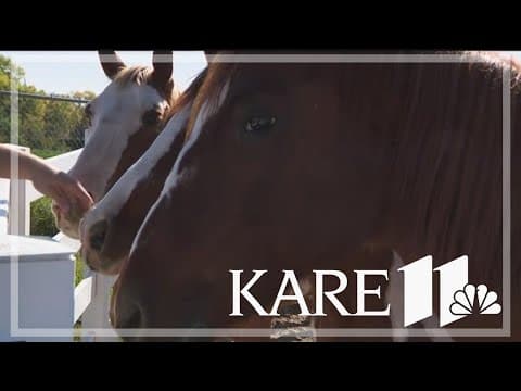 Veterinarian shortage persists across Minnesota and U.S., leading to calls for action