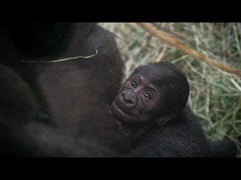 Columbus Zoo welcomes unexpected baby gorilla to troop