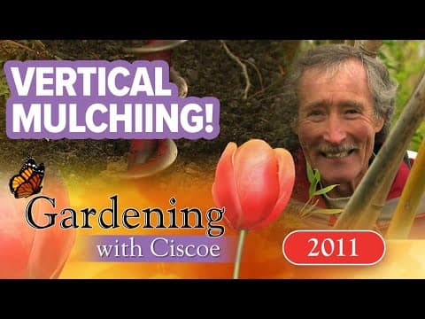 VERTICAL MULCHING! How to save big trees | Gardening With Ciscoe | Full Episode