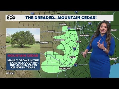 Got the sniffles, North Texas? Mountain cedar might be the culprit