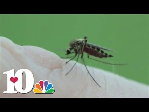 Tips to fight off springtime pests