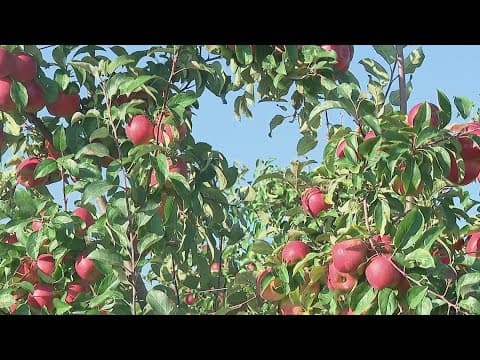 Central Ohio farmer weighs in on fall crops ahead of apple, pumpkin picking season