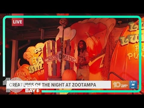 ZooTampa's 'Creatures of the Night' offers not-so-scary family fun