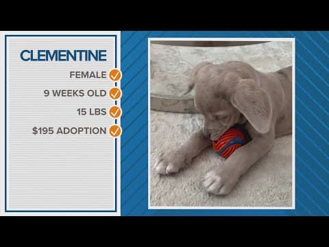 How about adopting Clementine as your Pawfect match?
