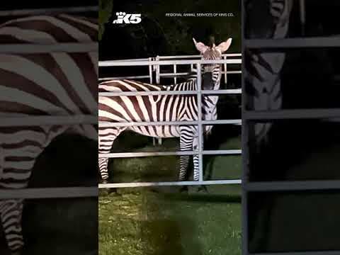 Final Zebra caught in North Bend