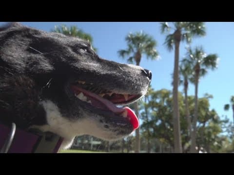 Couple reunites with missing dog before Thanksgiving