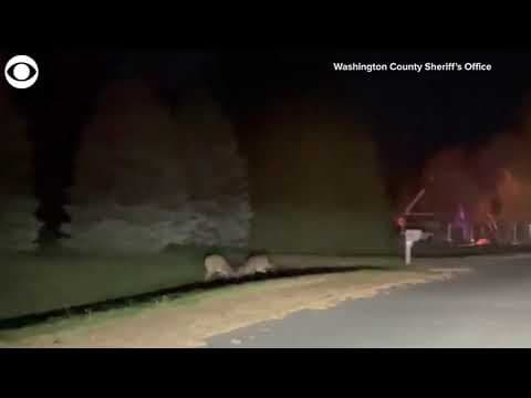 Deer Fight: 2 bucks spotted fighting near side of road