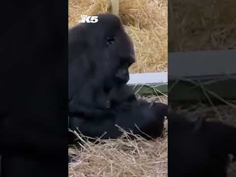 Abandoned baby gorilla thriving with foster mom