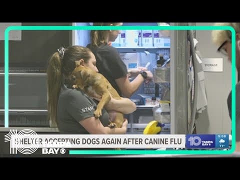 Humane Society of Tampa Bay accepting dogs again after weeks of dealing with canine influenza
