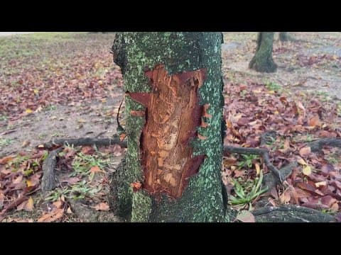 Beavers damage cherry trees at DC's Tidal Basin, NPS says