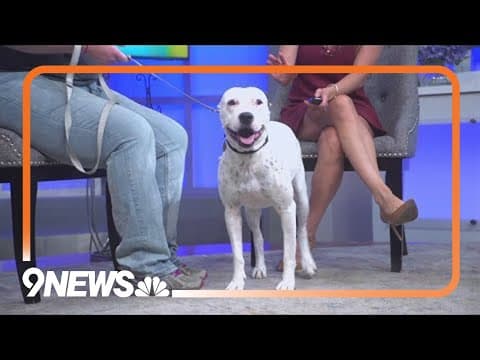Clear the Shelters: Meet Chloe!