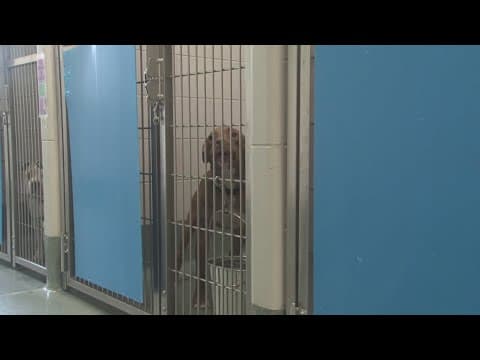 'Undetermined illness' detected in room where adoptable animals are kept at Prince George's Co. adop